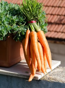 Botte de carottes avec fanes