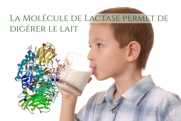 Lactase en surimpression sur une photo d'enfant buvant un verre de lait.