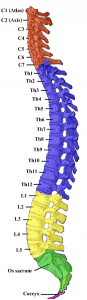 La colonne vertébrale se termine avec le coccyx