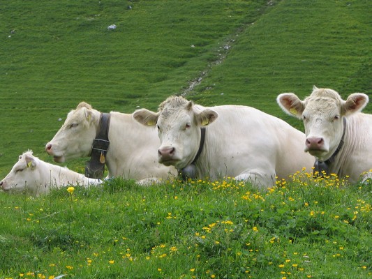 Trois vaches blanches dans un pré vert